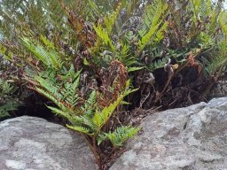 Rumohra adiantiformis roughing it up to a point